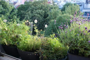 Kräuter und Blumen beim Fenster neben dem Esstisch